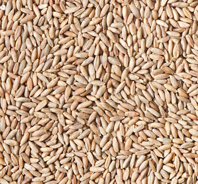 Ржаной неферментированный солод (Староминский) 