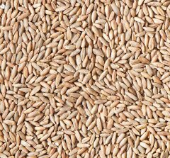 Ржаной неферментированный солод (Староминский) 