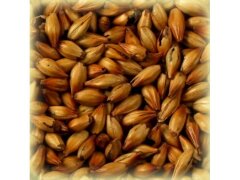 Солод Шато Спешл Би, Special B ®, 1 кг. Castle Malting ® 300 EBC