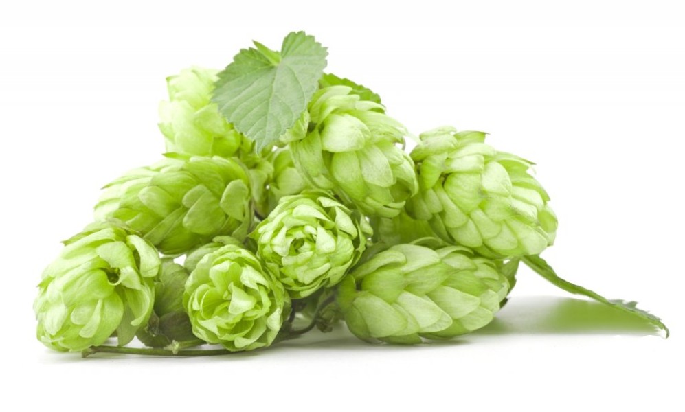 Хмель в шишках Фаворит (Чувашхмельпром, Россия), 50 г