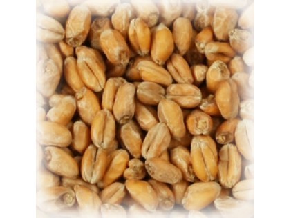 Солод Шато Вит Блан (Chateau Wheat Blanc), 1 кг. 5,5 EBC