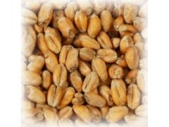 Солод Шато Вит Блан (Chateau Wheat Blanc), 1 кг. 5,5 EBC