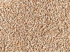 Солод Ржаной, неферментированный 1 кг, 2 EBC 