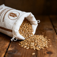 Солод Староминский